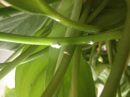 植物上白色虫子（植物上白色虫子会蠕动的叫什么虫子）-图3