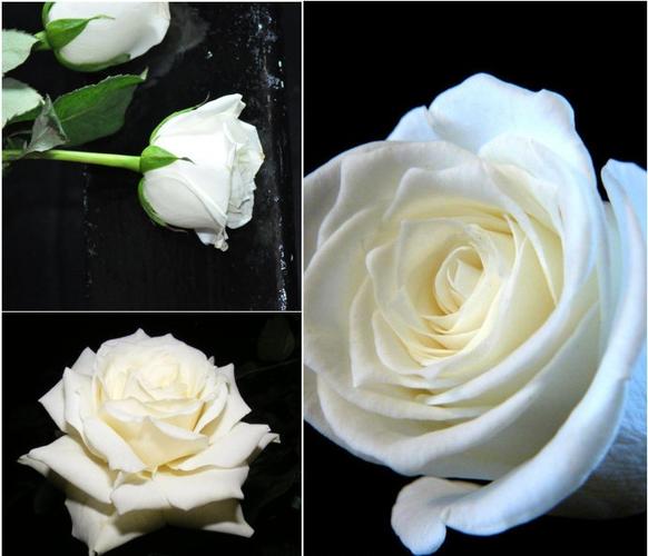 白色的花花语（白色的花花语永恒的爱）-图3
