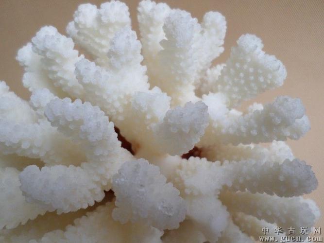 白色珊瑚可以放家里（白色珊瑚摆件怎么保养）-图2