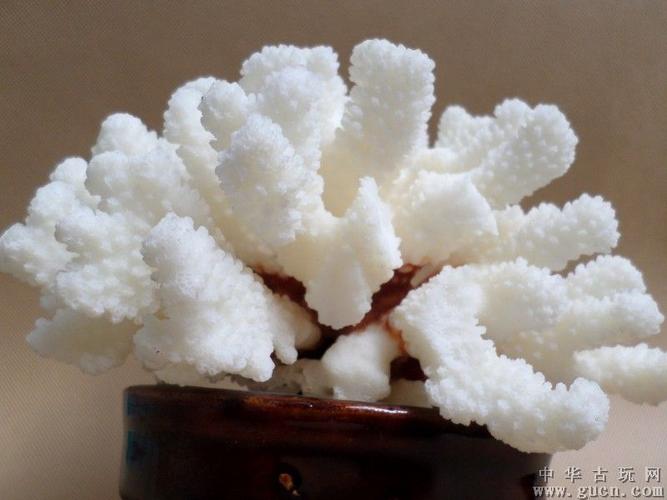白色珊瑚可以放家里（白色珊瑚摆件怎么保养）-图1
