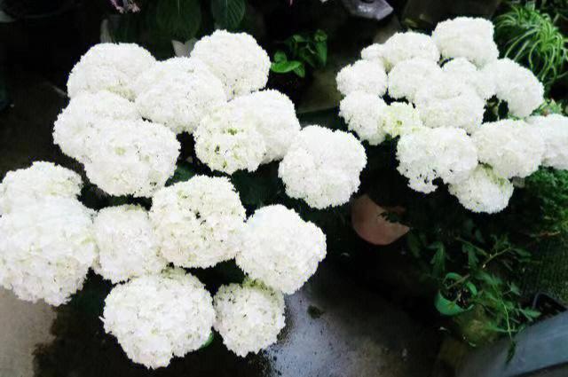 白色绣球状的花（白色绣球花别名）-图3