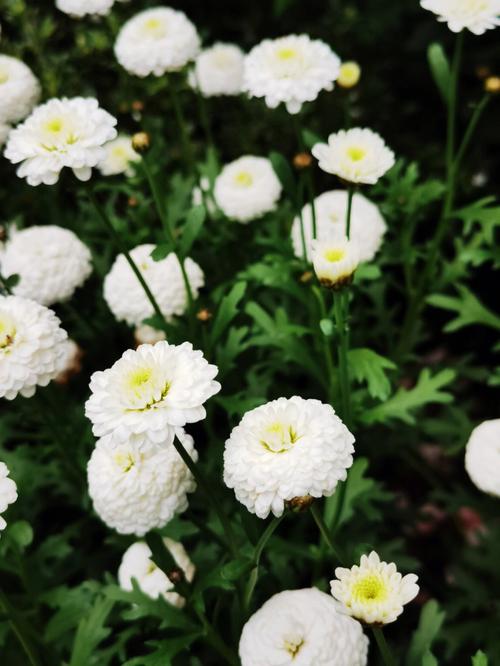 白色园林花（白色园林花卉）-图1