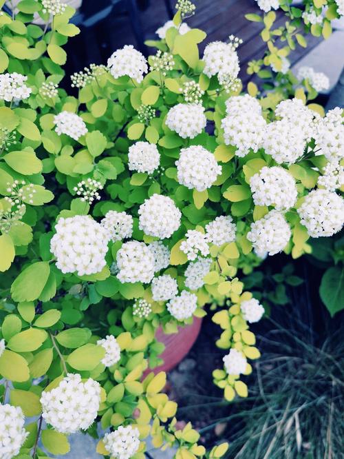 白色园林花（白色园林花卉）-图2