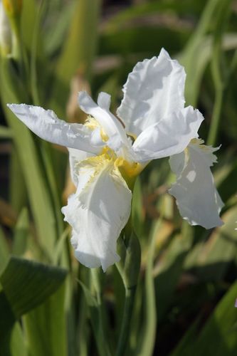 白色鸢尾兰的图片（白色鸢尾花花语和图片）-图2