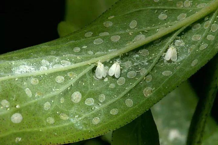 绿植白色虫子绿色（绿叶植物白色的虫子）-图3