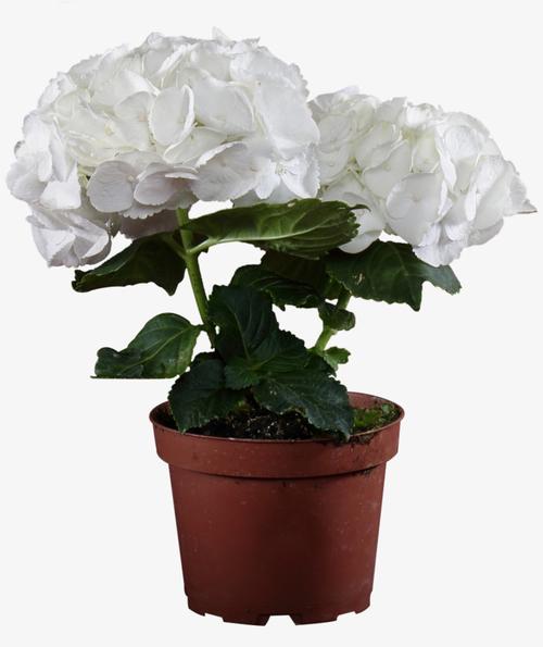 常见白色花朵盆栽（常见白色花朵盆栽品种）-图1