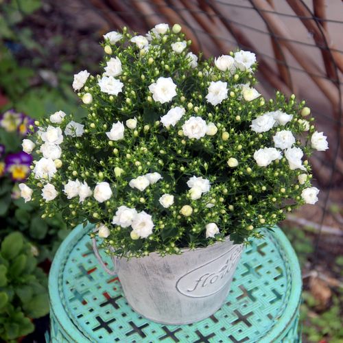 常见白色花朵盆栽（常见白色花朵盆栽品种）-图3