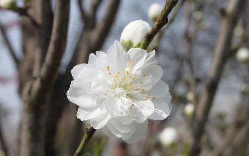 白色桃花是什么品种（白色桃花的花语是什么意思）-图2