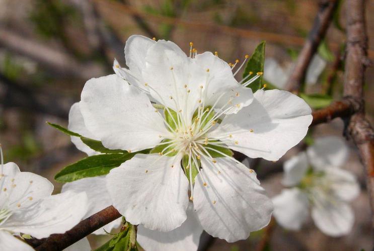 白色桃花是什么品种（白色桃花的花语是什么意思）-图3