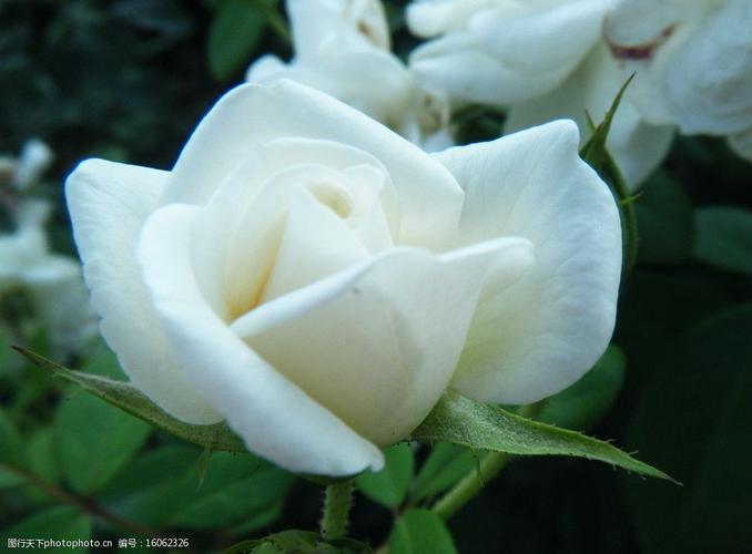 白色的花儿图片（白色的花的图片和名字）-图1