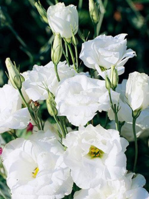 白色的花儿图片（白色的花的图片和名字）-图3