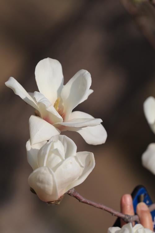 白色花芯叫啥兰（白色花蕊的花有哪些）-图1