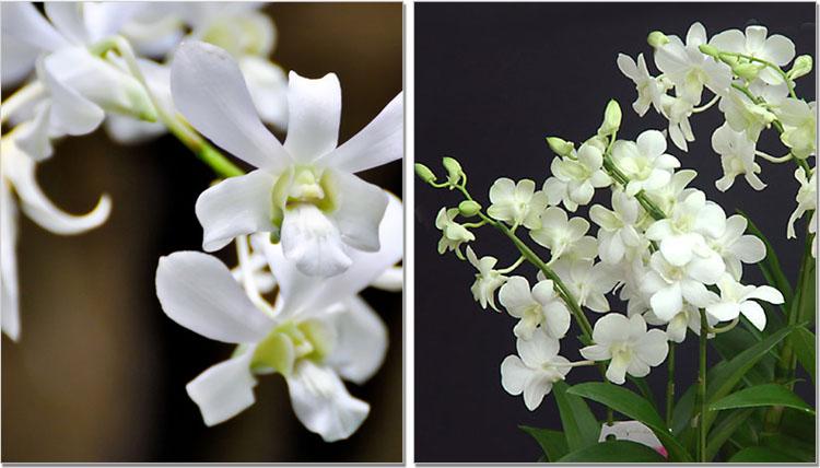 白色花芯叫啥兰（白色花蕊的花有哪些）-图3