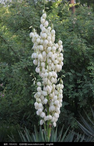 成串白色植物（成串白色植物有哪些）-图1