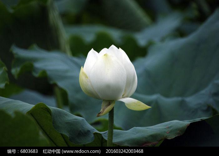 白色荷包花（白色荷花花苞图片）-图1