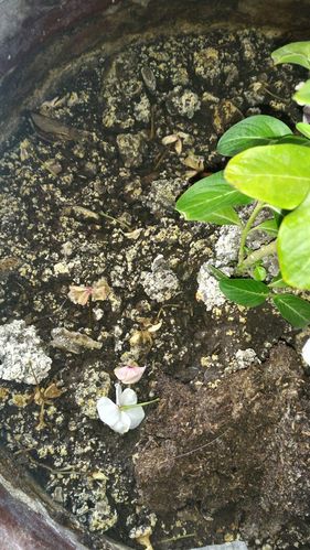 花盆土面白色颗粒（花盆土壤表面白色颗粒）-图2
