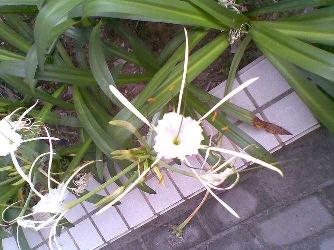 白色的像风轮花（白色的像风轮花的植物）-图1