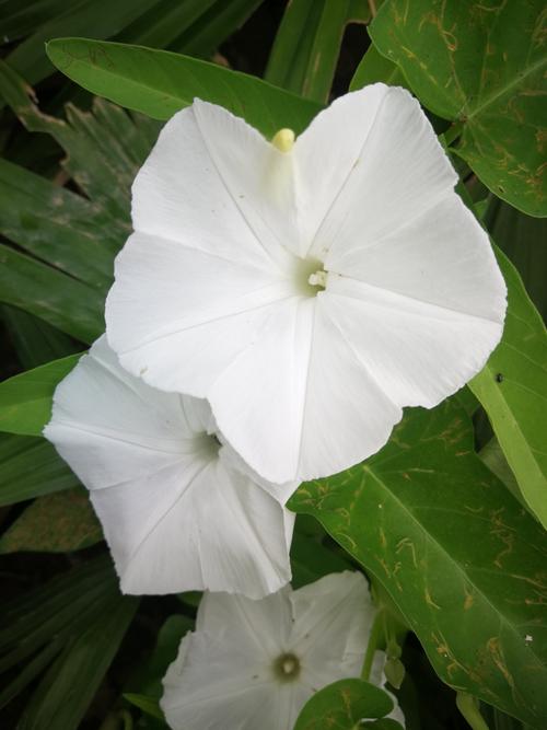 喇叭白色大花（白色大喇叭花是什么花）-图3