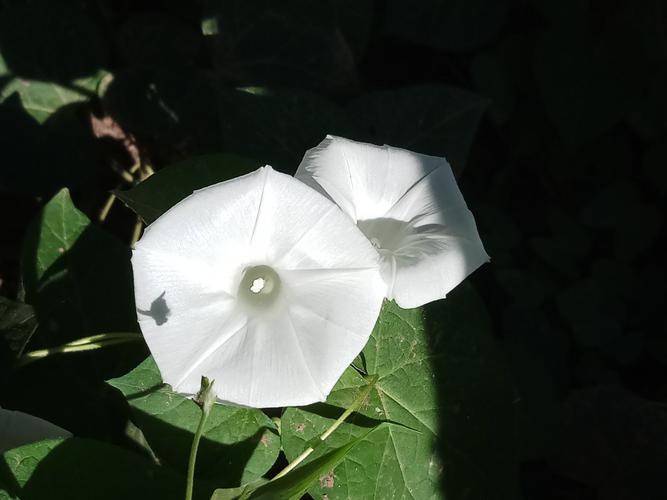 喇叭白色大花（白色大喇叭花是什么花）-图2