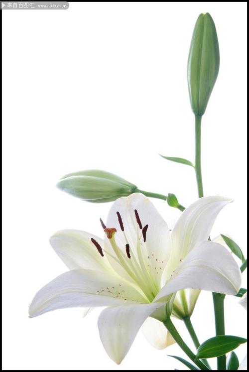 白色白合花图片（白色百合花品种和名称配图）-图3