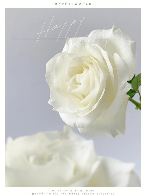 白色玫瑰品种介绍（白色玫瑰品种名称）-图3