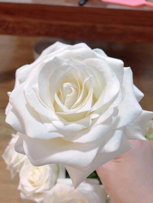 白色玫瑰品种介绍（白色玫瑰品种名称）-图1