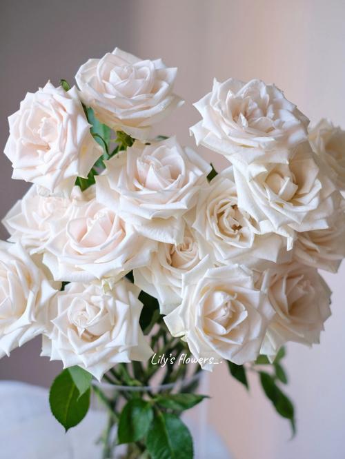 白色玫瑰品种介绍（白色玫瑰品种名称）-图2