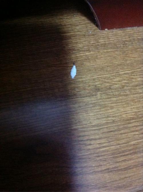 床板下有白色（床板下有白色的短短的扁扁的虫子）-图2