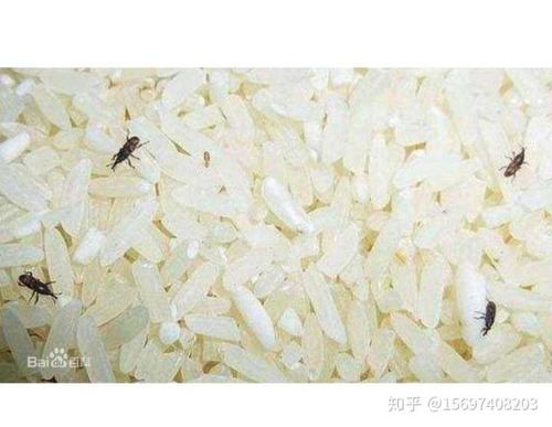 拉出白色米虫（拉出白色米虫怎么回事）-图2