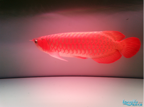 白色红龙鱼（红龙白缸）-图3