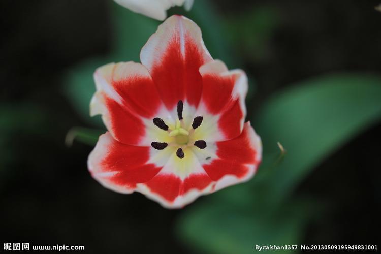 白色花苞开出红色花朵（白色花朵红色花蕊是什么花）-图1