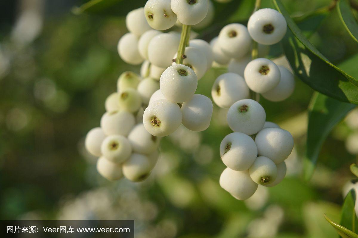 白色果实植物（白色果实的树有哪些）-图2