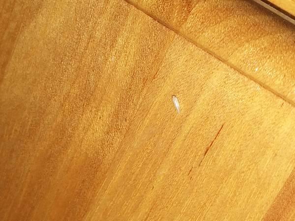 床板上长白色沫（床板上白色很小一点点的是什么虫）-图1