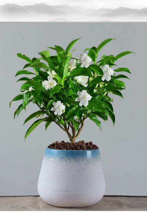 白色的盆栽花很香（白色花的盆景）-图3