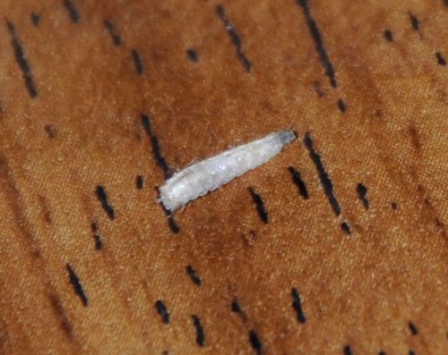 白色很小很轻的虫子（一种白色的很小很小的虫子,在家里）-图3
