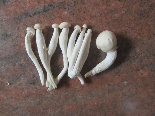 厨房长白色蘑菇（厨房长白色蘑菇图片）-图1