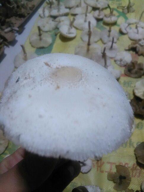 厨房长白色蘑菇（厨房长白色蘑菇图片）-图2