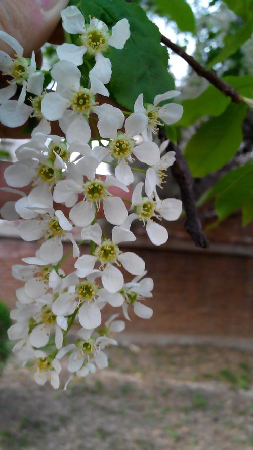 西安白色的花（西安路边开白花的树）-图2