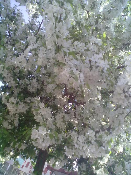 西安白色的花（西安路边开白花的树）-图1