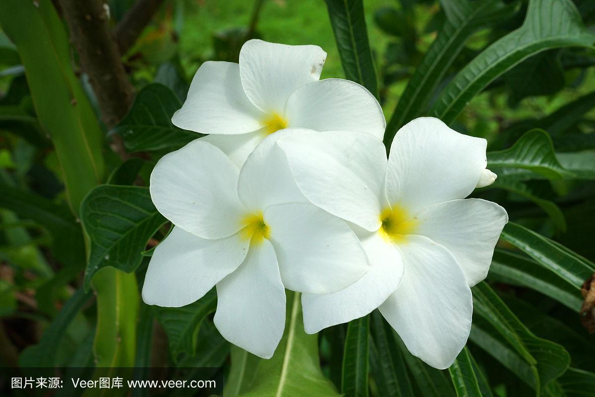 热带白色花的种类（热带白色花的种类和特点）-图3