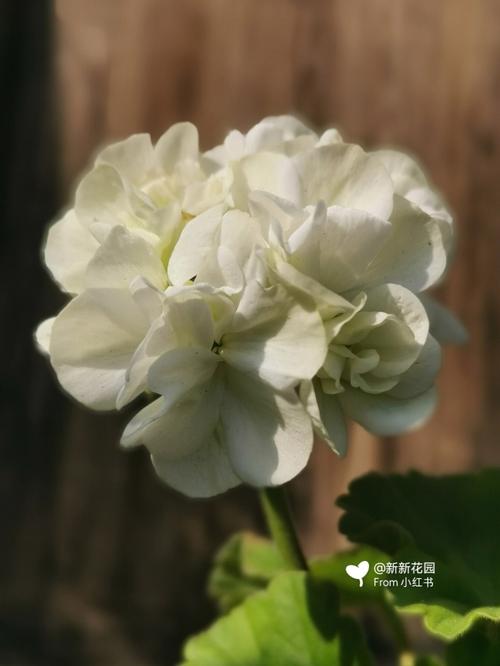 白色天竺葵图片（白色天竺葵是什么品种）-图2