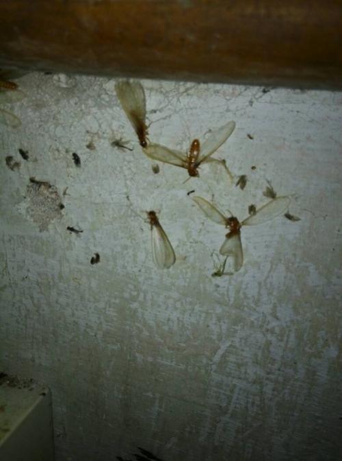 家里有米白色蚂蚁（家里长白蚂蚁）-图1
