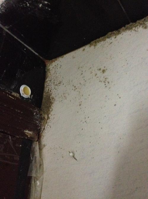 家里有米白色蚂蚁（家里长白蚂蚁）-图3