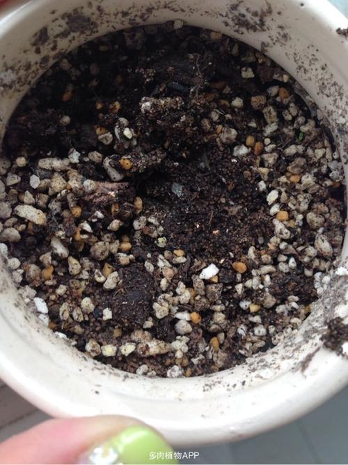 花盆土里有白色虫卵（花盆土里白色虫卵是什么）-图2