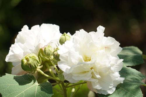 芙蓉树白色花（芙蓉树是什么颜色）-图3