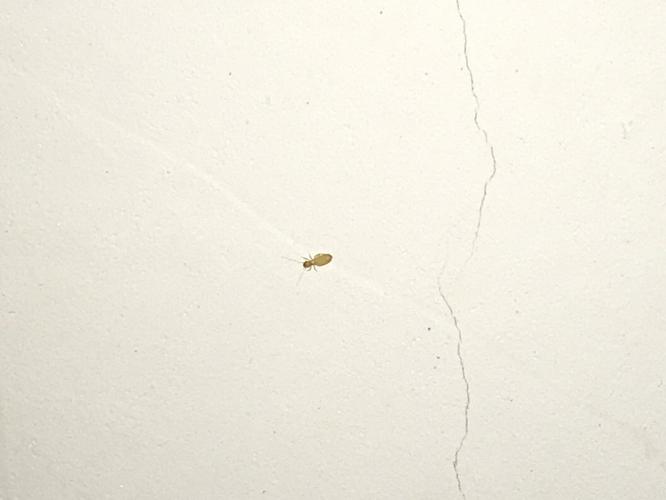 白色的墙像什么（白色的像墙皮一样的虫子）-图3