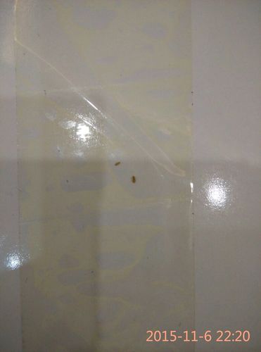床垫长出白色虫子图片（床垫里爬出好多小白虫）-图1