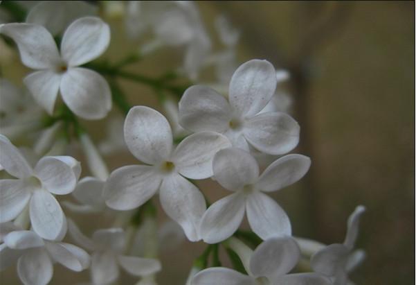 白色香花的花语（白色香花的种类图片大全）-图3