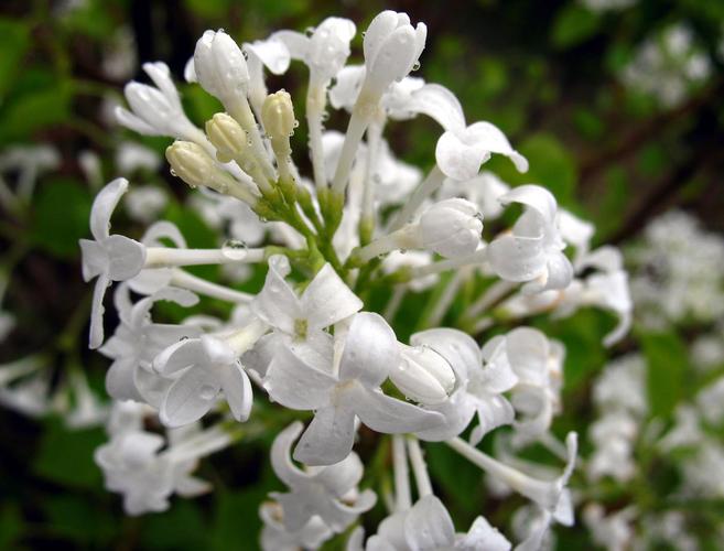 白色香花的花语（白色香花的种类图片大全）-图1