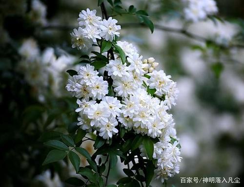白色香花的花语（白色香花的种类图片大全）-图2